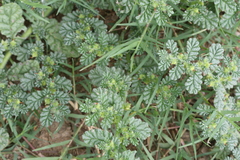 Coldenia procumbens